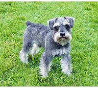 JNNPY Cross Stitch Kits for Adults,Miniature Schnauzer,11CT Printed Cross Stitch Kits for Beginners,Stamped Cross Stitch Kit for Wall Art Home Decoration 16x20Inch