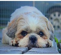 JNNPY Cross Stitch Kits for Adults,Shih Tzu Dog,11CT Printed Cross Stitch Kits for Beginners,Stamped Cross Stitch Kit for Wall Art Home Decoration 16x20Inch