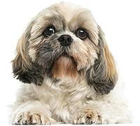 JNNPY Cross Stitch Kits for Adults,Shih Tzu Dog Animal,11CT Printed Cross Stitch Kits for Beginners,Stamped Cross Stitch Kit for Wall Art Home Decoration 16 ×20 Inch