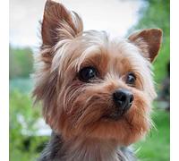 JNNPY Cross Stitch Kits for Adults,Yorkshire Terrier Dog,11CT Printed Cross Stitch Kits for Beginners,Stamped Cross Stitch Kit for Wall Art Home Decoration 16x20Inch