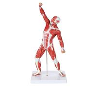 JNPGVTCD Anatomical Model Torso Human Muscular Figure Miniature Muscle Mini Has Superficial Anatomy and Structure Body Skeleton