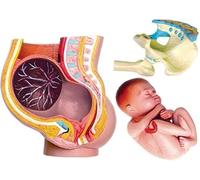 JNPGVTCD Anatomy Diagram Of The Human Gestational Pelvis With 3D Vision, Model Female Pelvis, Teaching Fetal Body, Exhibition Equipment For