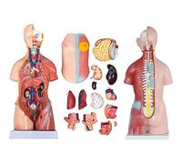 JNPGVTCD Anatomy model Skeleton Model 45 Cm Human Torso Template - Body 4D Anatomical Assembly Of Organs For School Teaching 23 Pcs
