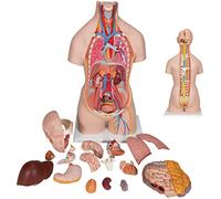 JNPGVTCD Human Torso Model Anatomy 85 Cm Anatomical Body 40 Organs Medical Models, Men And Women Removable Gender, Atomic