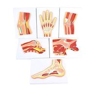 JNPGVTCD Model Body, Skeleton Model, Human Structure Six Joints, Demonstration Musculoskeletal Anatomy Education, Medical Science Kits Demonst