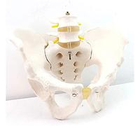 JNPGVTCD Skeletal Model, Anatomical Trunk Body Educational Pelvic Human Pelvis And Lumbar Spine -25x18x22cm