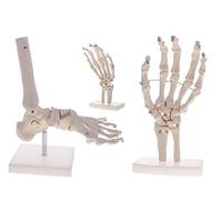 JNPGVTCD Skeleton Models Of Human Body Joints, Hand And Foot Model, 2 Pieces + Ankle Model With 1:1 Anatomical Education For Study