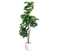Jocoevol Artificial Fiddle Leaf Tree, 183CM Faux Plant Fake Ficus Lyrata Trees with White Planter, Artificial Fig Trees Floor Plants for House Office Living Room Indoor Home Decor, Housewarming Gift