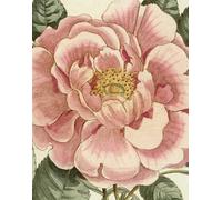 John Derian Picture Book II: 2