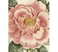 John Derian Picture Book II 2