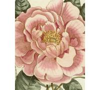 John Derian Picture Book II