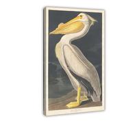 John James Audubon - American White Pelican Canvas Art Poster And Wall Art Picture Print Modern Family Bedroom Decor Frame 20x30inch(50x75cm)
