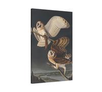 John James Audubon Barn Owl - Birds Canvas Wall Art Print Reproduction 20x30inch 50x75cm (Vertical) / 1.25inch 3.175cm