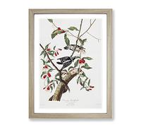 John James Audubon Downy Woodpecker Vintage Framed Print | A3 Oak Framed Wall Art | Ready to Hang | Classic Animal Picture | Living Room Bedroom Lounge Office
