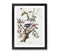 John James Audubon Downy Woodpecker Vintage Framed Wall Art Print, Ready to Hang Picture for Living Room Bedroom Home Office Décor, Black A3 (34 x 46 cm)