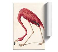 John James Audubon Flamingo | Unframed Wall Art Print | Ready to Frame Poster | Modern Home Decor Picture | Artwork for Living Room, Bedroom, Kitchen or Office | A1 (59.4x84.1 cm)