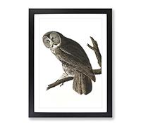 John James Audubon Great Cinereous Owl Vintage Framed Print | A2 Black Framed Wall Art | Ready to Hang | Classic Animal Picture | Living Room Bedroom Lounge Office