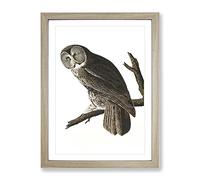 John James Audubon Great Cinereous Owl Vintage Framed Print | A2 Oak Framed Wall Art | Ready to Hang | Classic Animal Picture | Living Room Bedroom Lounge Office
