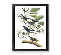 John James Audubon Indigo Bird Vintage Framed Print | A2 Black Framed Wall Art | Ready to Hang | Classic Nature Picture | Living Room Bedroom Lounge Office