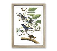 John James Audubon Indigo Bird Vintage Framed Print | A3 Oak Framed Wall Art | Ready to Hang | Classic Nature Picture | Living Room Bedroom Lounge Office