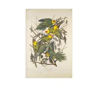 John James Audubon Poster Carolina Parrots From The Birds of America Poster Bedroom Canvas Decor Print Wall Art Office Room Aesthetic Decor Gift Unfra