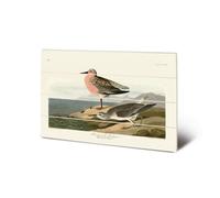 John James Audubon Red-Breasted Sandpiper Wood Print Black/brown/green (20Cm X 29.5Cm)