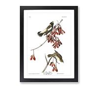 John James Audubon Rice Bird Vintage Framed Print | A3 Black Framed Wall Art | Ready to Hang | Classic Nature Picture | Living Room Bedroom Lounge Office