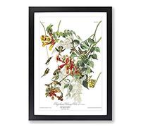 John James Audubon Ruby Throated Humming Bird Framed Print | A2 Oak Framed Wall Art | Ready to Hang | Modern Nature Picture | Living Room Bedroom Lounge Office