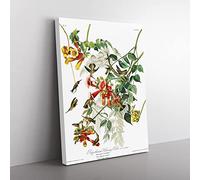 John James Audubon Ruby Throated Humming Bird Vintage Canvas Wall Art Print Ready to Hang, Framed Picture for Living Room Bedroom Home Office Décor, 50x35 cm (20x14 Inch)