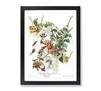 John James Audubon Ruby Throated Humming Bird Vintage Framed Print | A2 Black Framed Wall Art | Ready to Hang | Classic Nature Picture | Living Room Bedroom Lounge Office