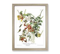John James Audubon Ruby Throated Humming Bird Vintage Framed Print | A2 Oak Framed Wall Art | Ready to Hang | Classic Nature Picture | Living Room Bedroom Lounge Office