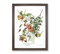 John James Audubon Ruby Throated Humming Bird Vintage Framed Print | A4 Walnut Framed Wall Art | Ready to Hang | Classic Nature Picture | Living Room Bedroom Lounge Office