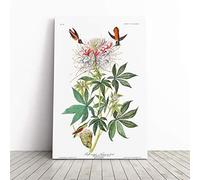 John James Audubon Ruff Necked Humming Bird Canvas Print | Gallery Wrapped 30mm Frame Wall Art | 24x16 inches | Ready to Hang | Modern Animals Picture | Living Room Bedroom Lounge Office