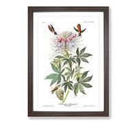 John James Audubon Ruff Necked Humming Bird Framed Print | A2 Walnut Framed Wall Art | Ready to Hang | Modern Nature Picture | Living Room Bedroom Lounge Office