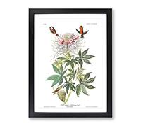 John James Audubon Ruff Necked Humming Bird Vintage Framed Print | A2 Black Framed Wall Art | Ready to Hang | Classic Nature Picture | Living Room Bedroom Lounge Office