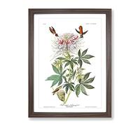 John James Audubon Ruff Necked Humming Bird Vintage Framed Print | A2 Walnut Framed Wall Art | Ready to Hang | Classic Nature Picture | Living Room Bedroom Lounge Office
