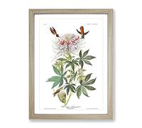 John James Audubon Ruff Necked Humming Bird Vintage Framed Print | A4 Oak Framed Wall Art | Ready to Hang | Classic Nature Picture | Living Room Bedroom Lounge Office
