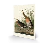 John James Audubon Salt Water Marsh Hen Plaque Green/brown/white (59Cm X 40Cm)