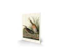John James Audubon Salt Water Marsh Hen Wood Plaque Green/brown/white (29.5Cm X 20Cm)