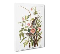 John James Audubon Sea Side Finch Canvas Print | Gallery Wrapped 30mm Frame Wall Art | 20x14 inches | Ready to Hang | Modern Seascape Picture | Living Room Bedroom Lounge Office