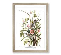 John James Audubon Sea Side Finch Framed Print | A2 Oak Framed Wall Art | Ready to Hang | Modern Nautical Picture | Living Room Bedroom Lounge Office