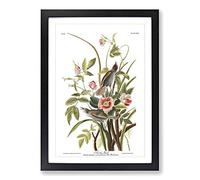 John James Audubon Sea Side Finch Framed Print | A2 Oak Framed Wall Art | Ready to Hang | Modern Nautical Picture | Living Room Bedroom Lounge Office