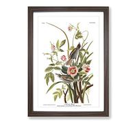 John James Audubon Sea Side Finch Framed Print | A2 Walnut Framed Wall Art | Ready to Hang | Modern Nautical Picture | Living Room Bedroom Lounge Office