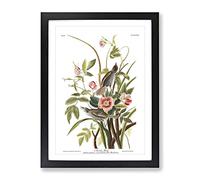 John James Audubon Sea Side Finch Vintage Framed Print | A2 Black Framed Wall Art | Ready to Hang | Classic Nautical Picture | Living Room Bedroom Lounge Office