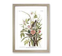 John James Audubon Sea Side Finch Vintage Framed Print | A2 Oak Framed Wall Art | Ready to Hang | Classic Nautical Picture | Living Room Bedroom Lounge Office