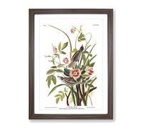 John James Audubon Sea Side Finch Vintage Framed Print | A2 Walnut Framed Wall Art | Ready to Hang | Classic Nautical Picture | Living Room Bedroom Lounge Office