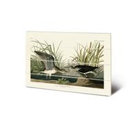 John James Audubon Solitary Sandpiper Wood Plaque Green/white/black (40Cm X 59Cm)