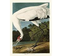 John James Audubon WDC12164 Canvas Print, 30 x 40 cm, White Crane, Multi-Colour, 30 x 40 x 1.8 cm