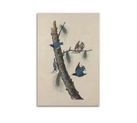 John James Audubon White Breasted Black Crested Uthatch Classic Works Posters Canvas Wall Art Prints Photo Picture Paintings Room Decor Home Decorative 24x36inch(60x90cm)