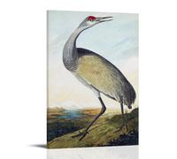 John James Audubon Works《Sandhill Crane》Printing Posters Modern Home Canvas Wall Decor Printed Art Picture for Bedroom Living Space 16x24inch(40x60cm)